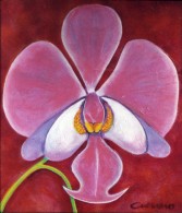 Orchid 03